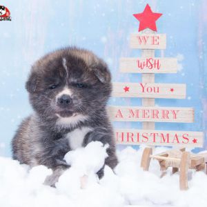 DSC 9259 kopia (Copy)